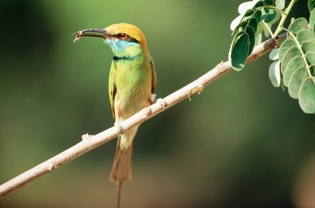 Little Green Bee-eater (Merops orientalis)