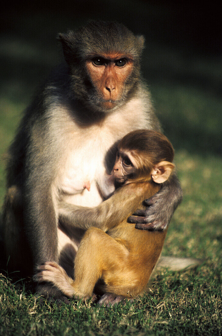 Rhesus Macaque (Macaca mulatta) is the best known monkey in India, which lives in a variety of habitate including villages, farms, forests and mountains.