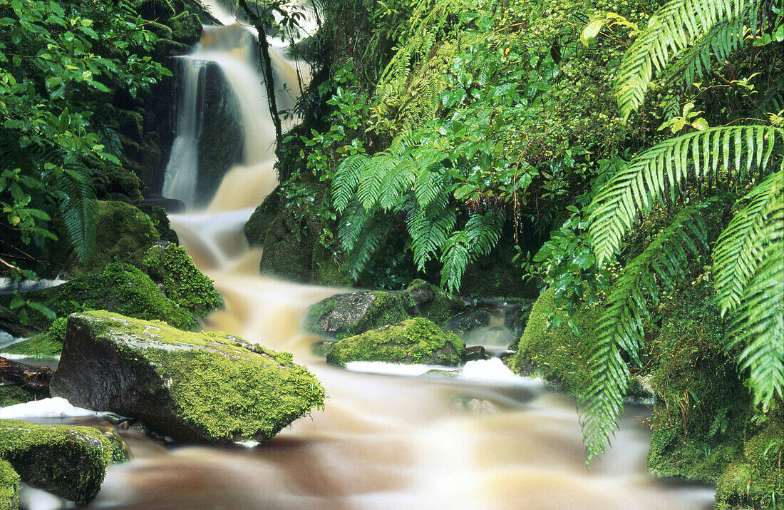 Small waterfall in Oparara Valley. New Zealand