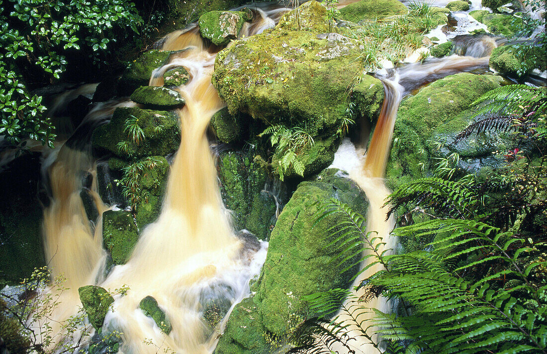 Organic matter colours stream after storm. Karamea. South Island. New Zealand