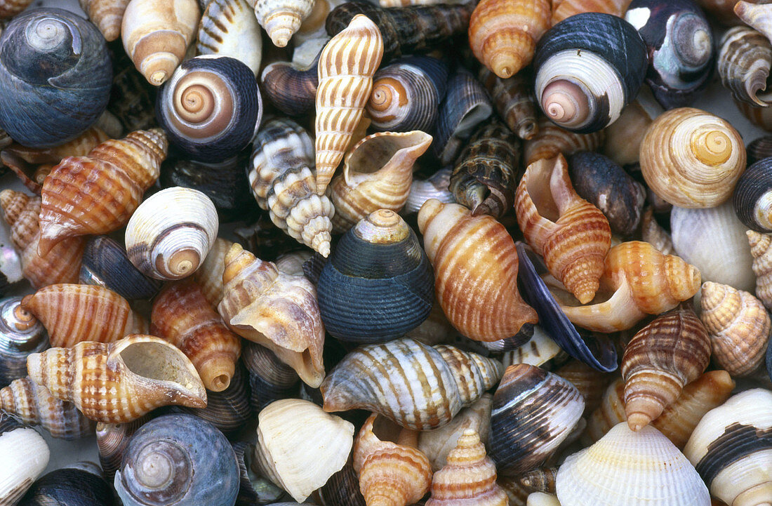 Abundance, Abundant, Background, Backgrounds, Color, Colour, Concept, Concepts, Different, Hard, Hardness, Horizontal, Many, Nature, Sea shell, Seashell, Seashells, Shell, Shells, Still life, Still lifes, Texture, Textures, Varied, Variety, Zoology, J41-1