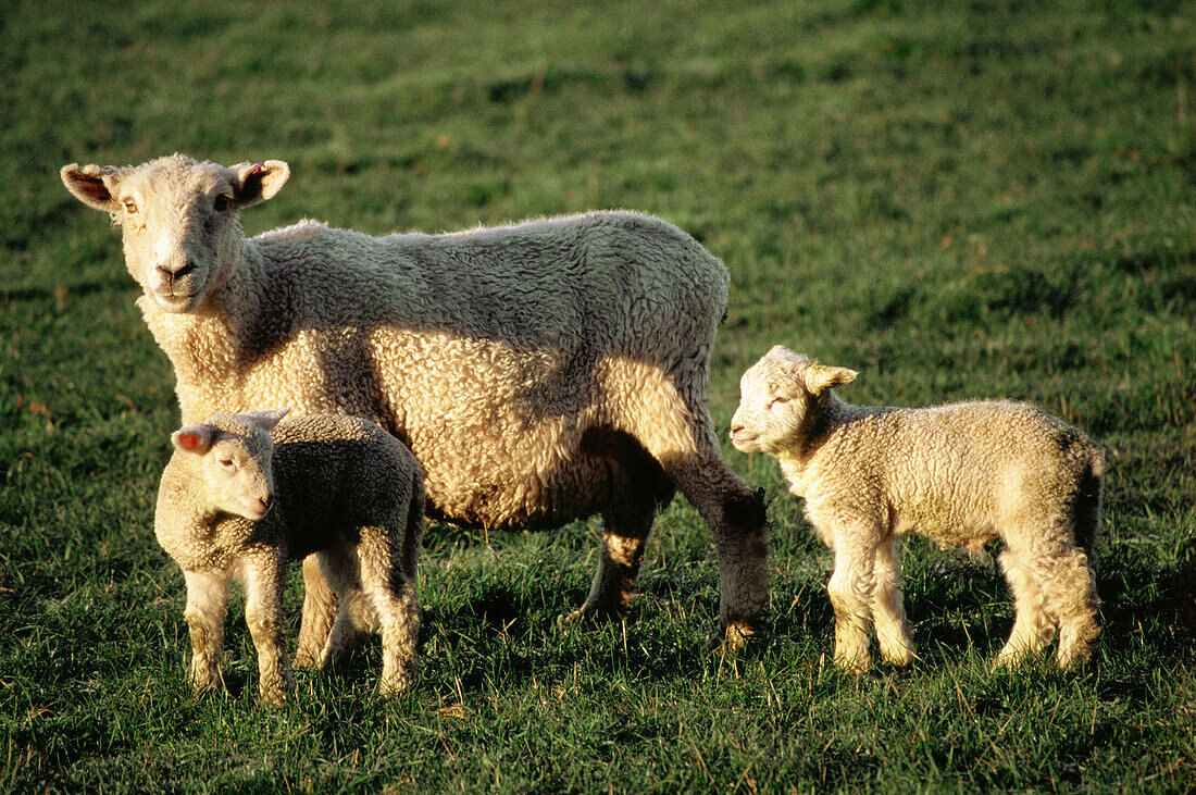 Sheep with twin lambs. Canterbury plains. New Zealand