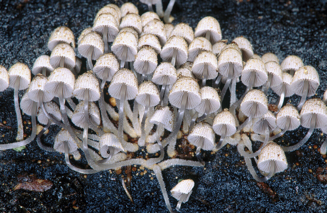 Inky Caps (Coprinus sp.)