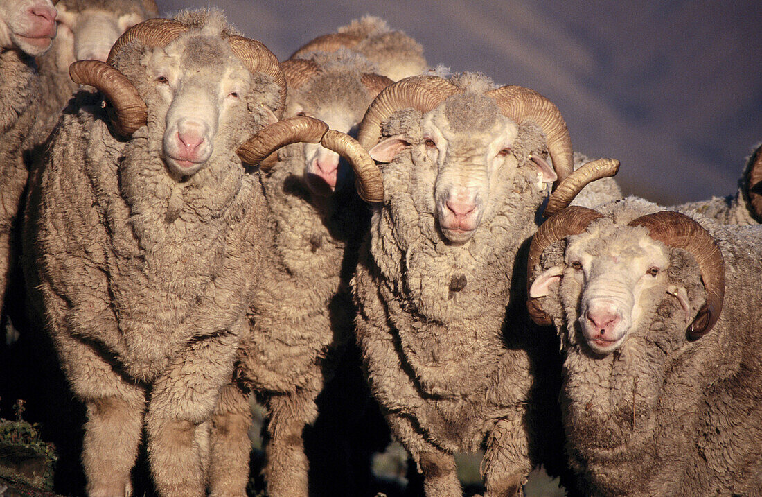 Merino Rams. Black Forest Station. Canterbury. New Zealand