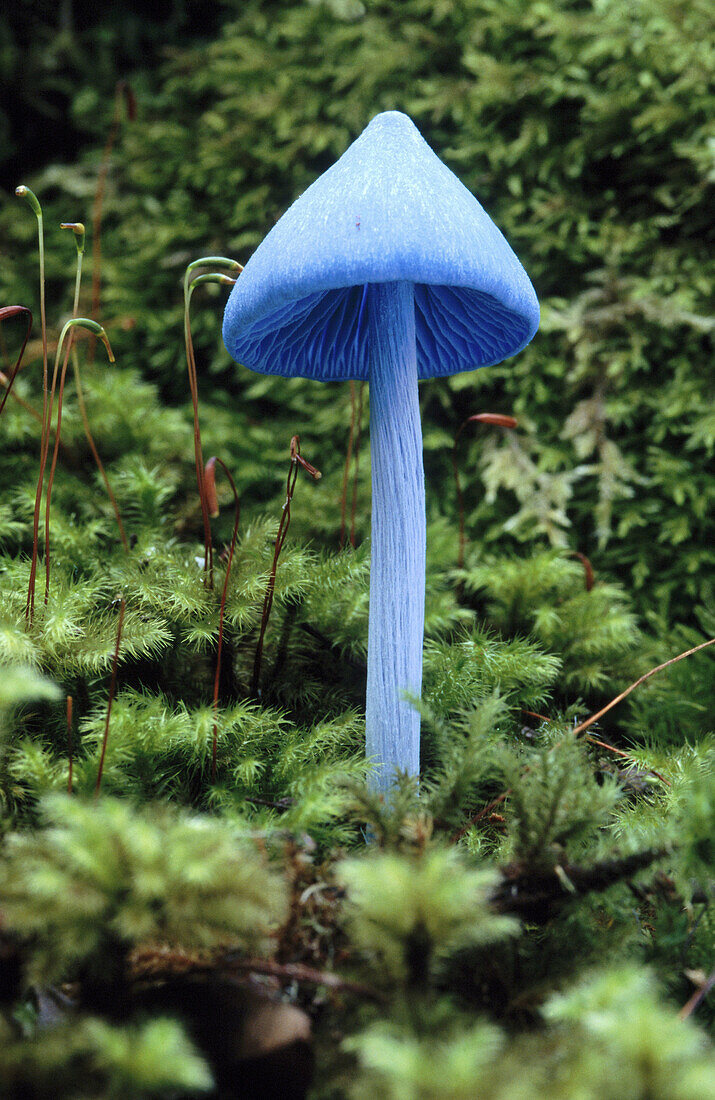 Blue Cap fungus (Entoloma hochstetteri). New Zealand