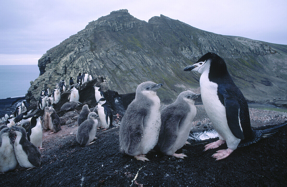 Chinstrap penguins (Pygoscelis antarctica) and chicks. Baily Head. Deception Island. Antarctica