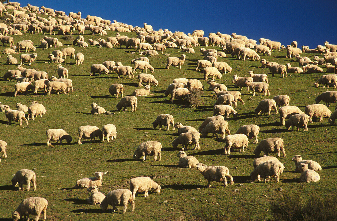 Flock of sheep. South Canterbury. New Zealand