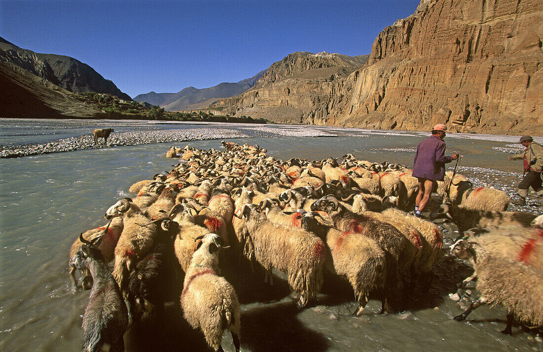 Flock of sheep crossing river, shepherds drive sheep to market in Pokhara. Kingdom of Mustang. Nepal