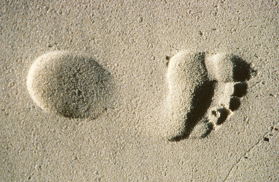 Footprint in sand. New Zealand.