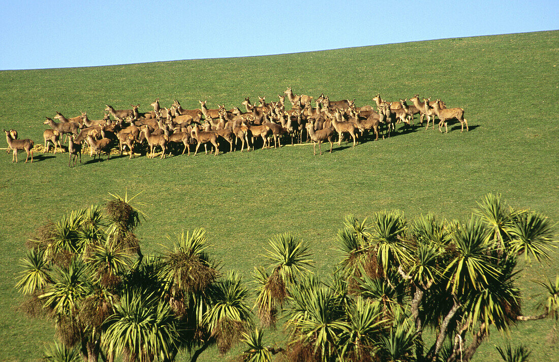 Red deer (Cervus elaphus scoticus) and Cabbage trees (Livistona australis). Herd of hinds. Geraldine. Canterbury. New Zealand