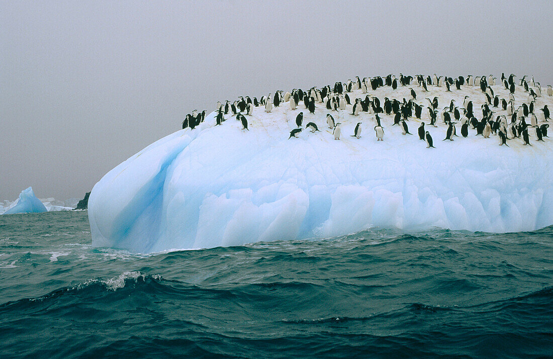 Chinstrap Penguins (Pygoscelis antarctica) ride iceberg, South Sandwich islands, Antarctica