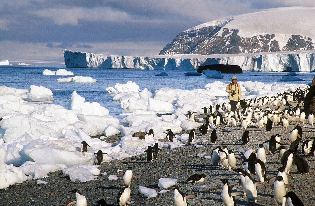Tourist enjoying Adelie Penguins, Antarctic peninsula