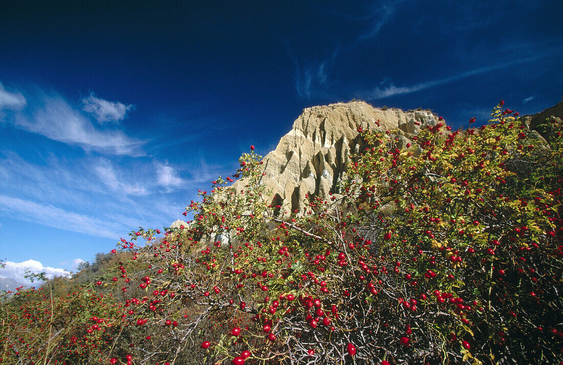 Hawthorn berries and Clay Cliffs. Autumn colours. Near Omarama. New Zealand.