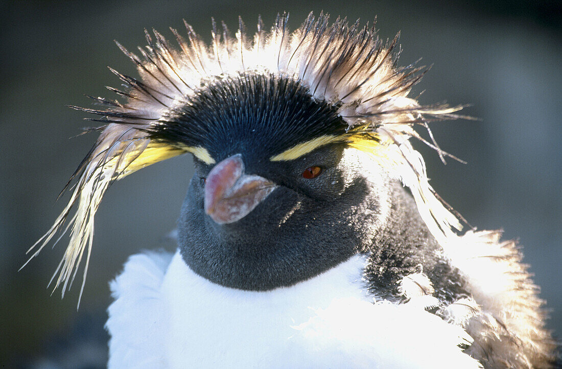 Rockhopper Penguin (Eudyptes chrysocome). Sea Lion Island, Falkland Islands