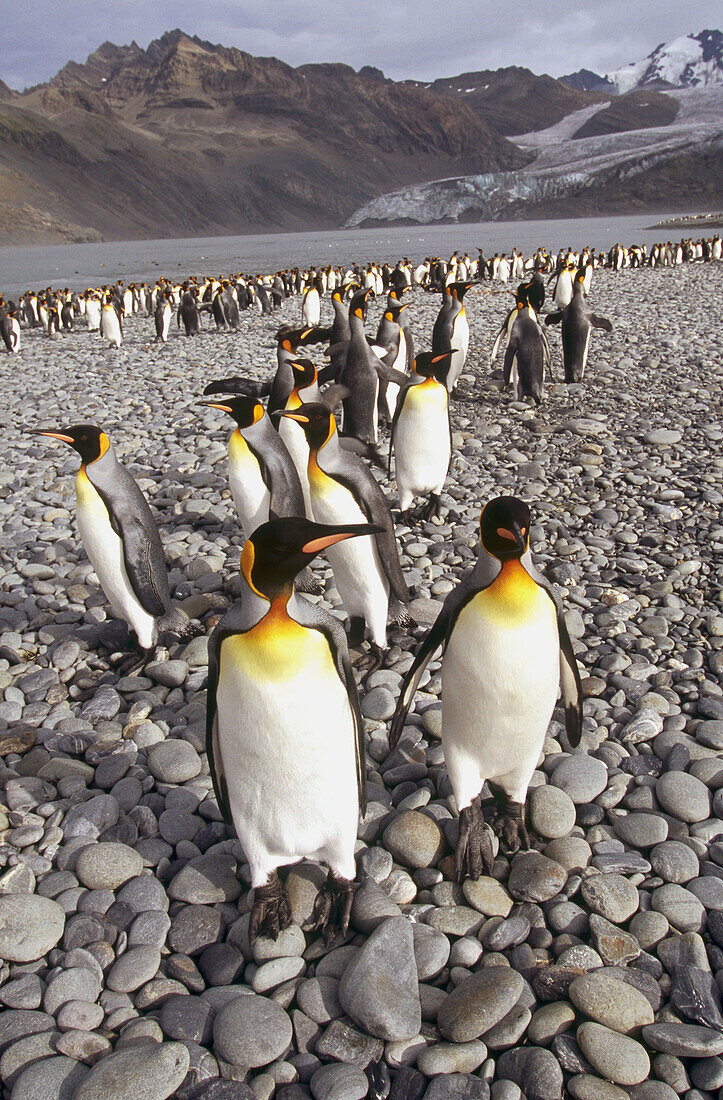 King Penguin (Aptenodytes patagonicus). Bay of Isles, South Georgia Island, southern Atlantic Ocean