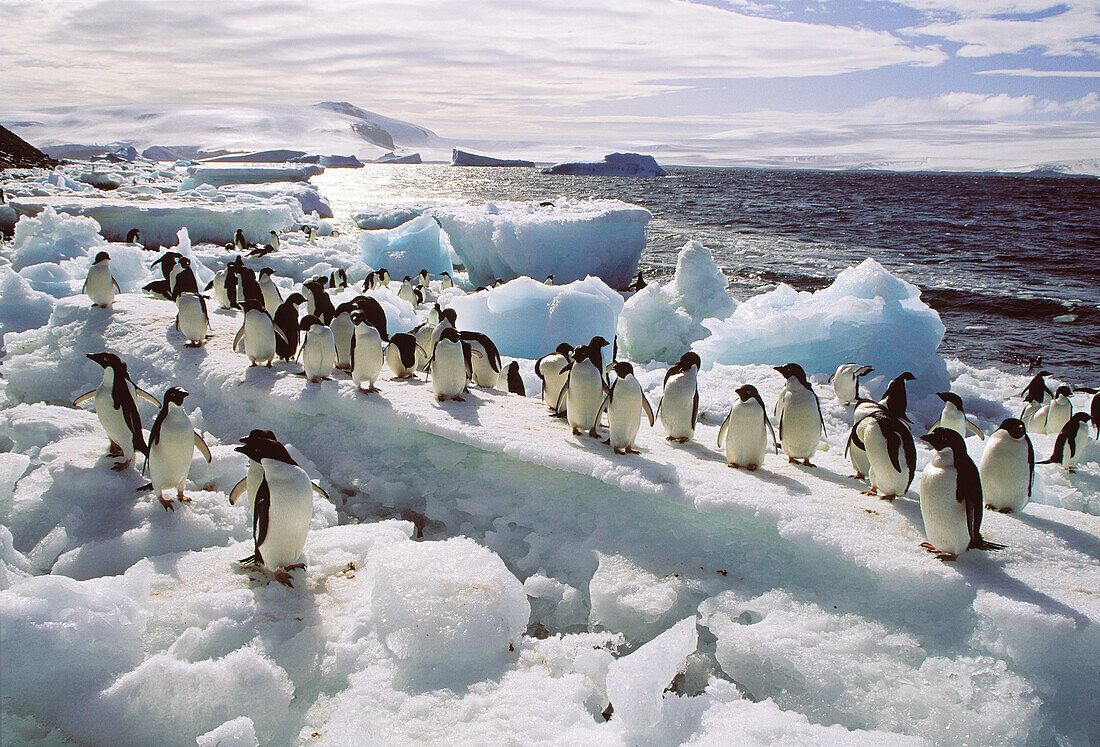 Adelie Penguins (Pygoscelis adeliae). Paulet Islands. Weddell Sea. Antarctica