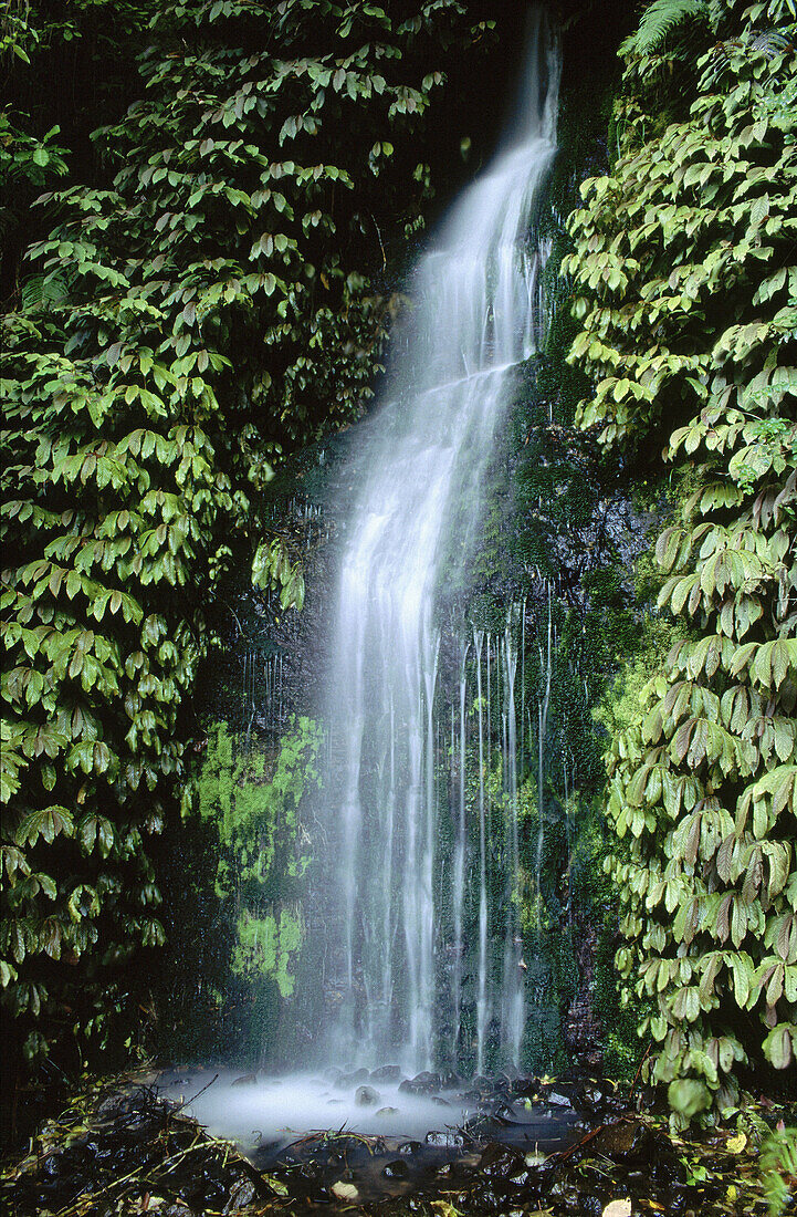 Waterfall. Kaimai-Mamaku Forest Park. New Zealand