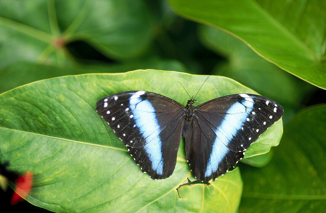 Morpho Butterfly (Morpho helenor) on leaf