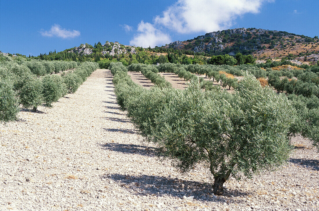 Olive grove. Andalucía, Spain