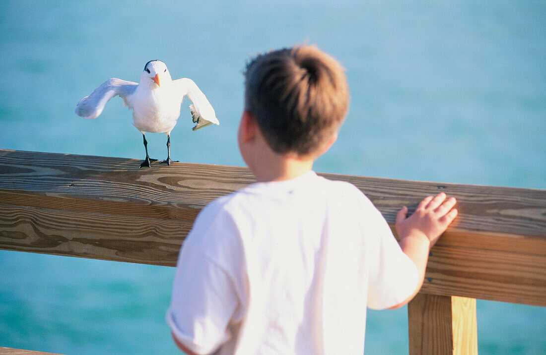  Animal, Animals, Aquatic bird, Aquatic birds, Back view, Bird, Birds, Boy, Boys, Child, Children, Color, Colour, Contemporary, Curiosity, Curious, Daytime, Exterior, Fauna, Fence, Fences, Gull, Gulls, Horizontal, Human, Kid, Kids, Look, Looking, Male, Ma