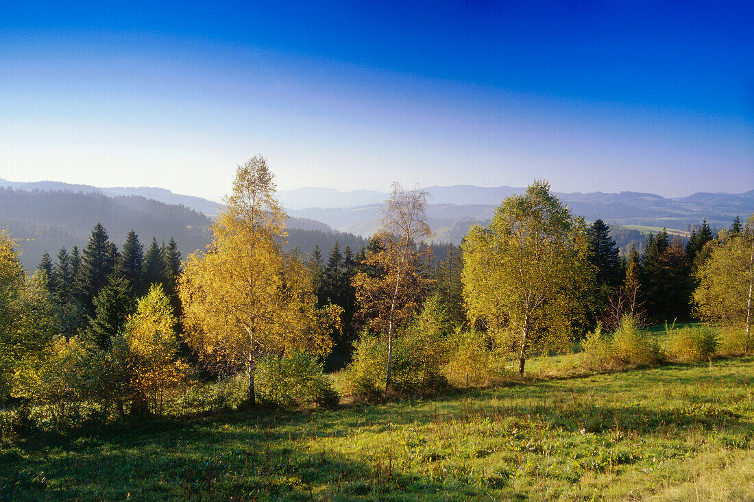 View over Black Forest near Breitnau, Black Forest, Baden-Wurttemberg, Germany