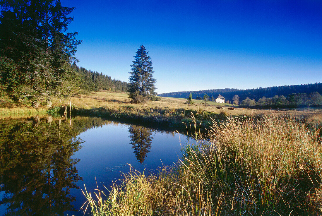 Pond near Waldau, Black Forest, Baden-Wurttemberg, Germany