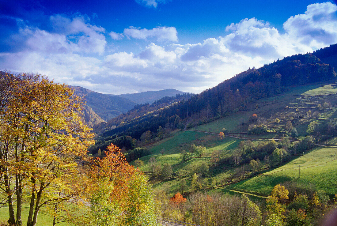 Blick in ein Tal bei Todtnau, Schwarzwald, Baden-Württemberg, Deutschland