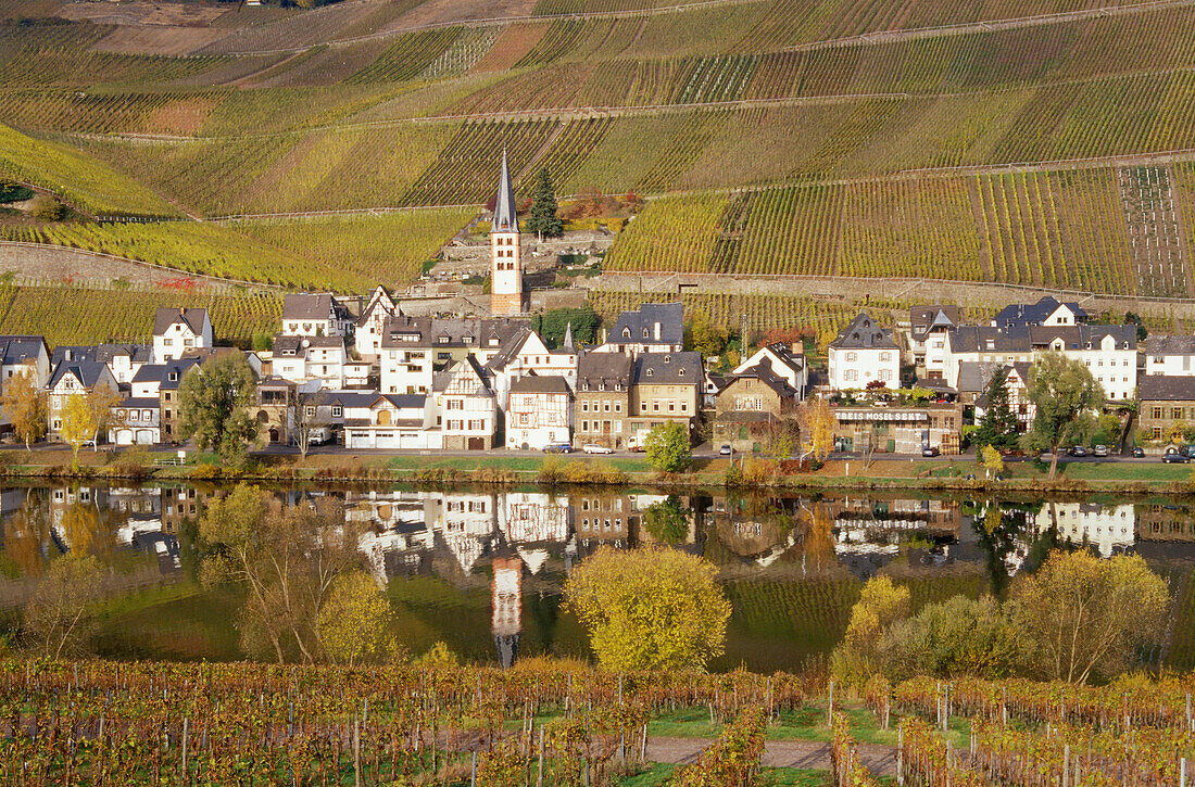 Blick über Mosel auf Merl mit Weinbergen, Zell, Rheinland-Pfalz, Deutschland