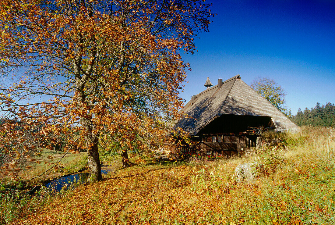 Farm near Furtwangen, Black Forest, Baden-Wurttemberg, Germany