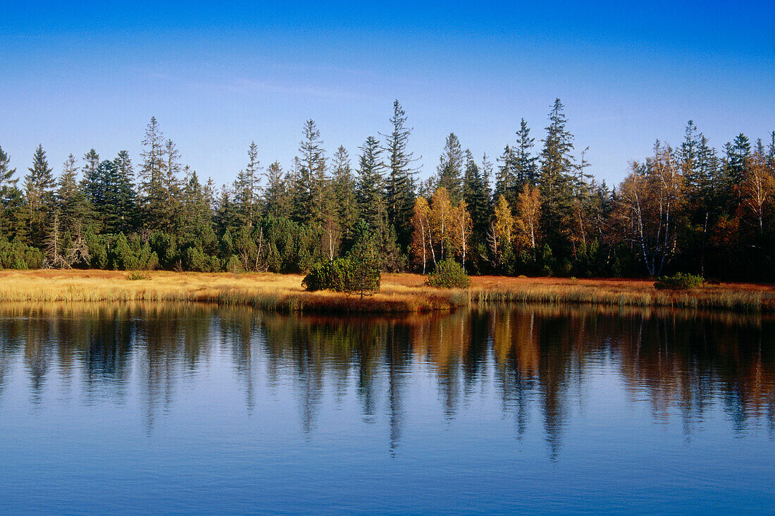 Swamp lake on mount Hohloch, nature reserve Kaltenbronn, Black Forest, Baden-Wurttemberg, Germany