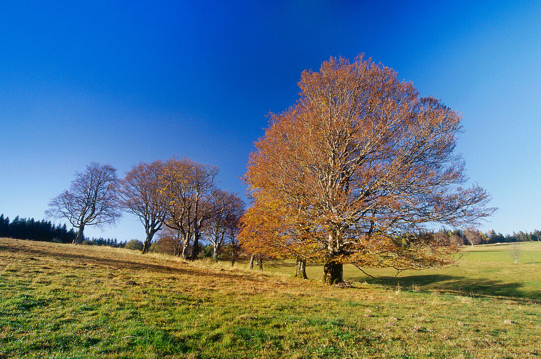 Windbuchen am Schauinsland, Freiburg, Schwarzwald, Baden-Württemberg, Deutschland