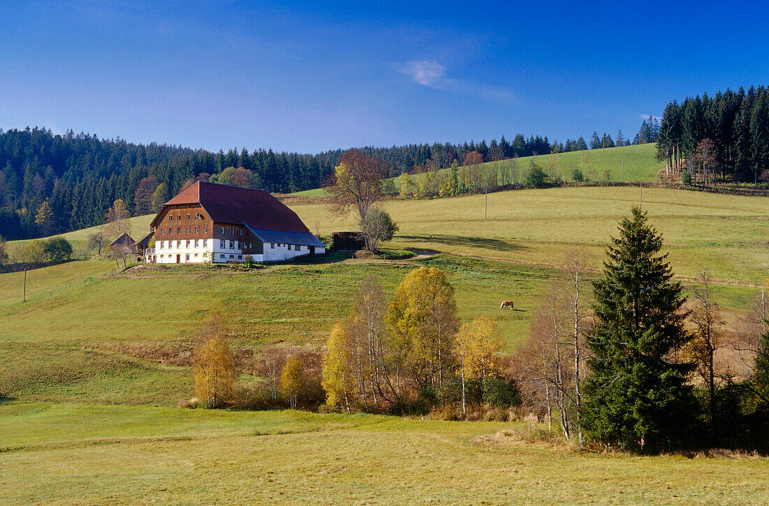 Farm near Furtwangen, Black Forest, Baden-Wurttemberg, Germany