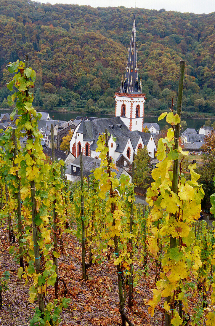 Blick über Weinberg auf Kirche St. Martin, Ediger-Eller, Rheinland-Pfalz, Deutschland