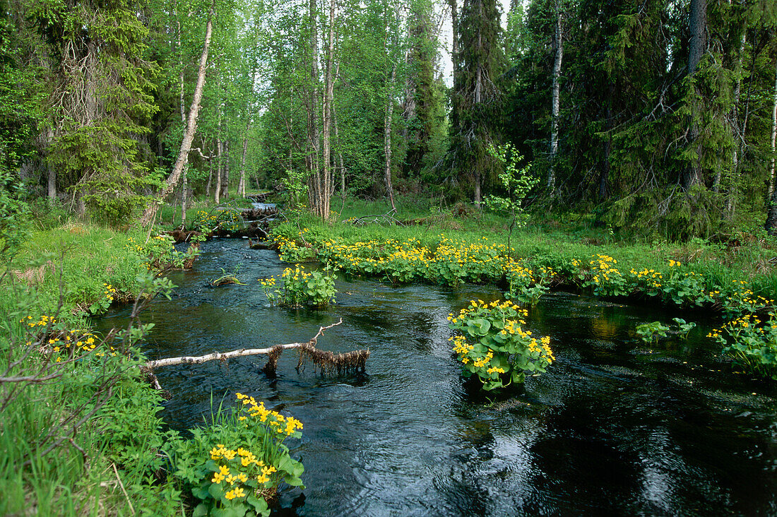 Sumpfdotterblumen im skandinavischen Urwald, Finnland