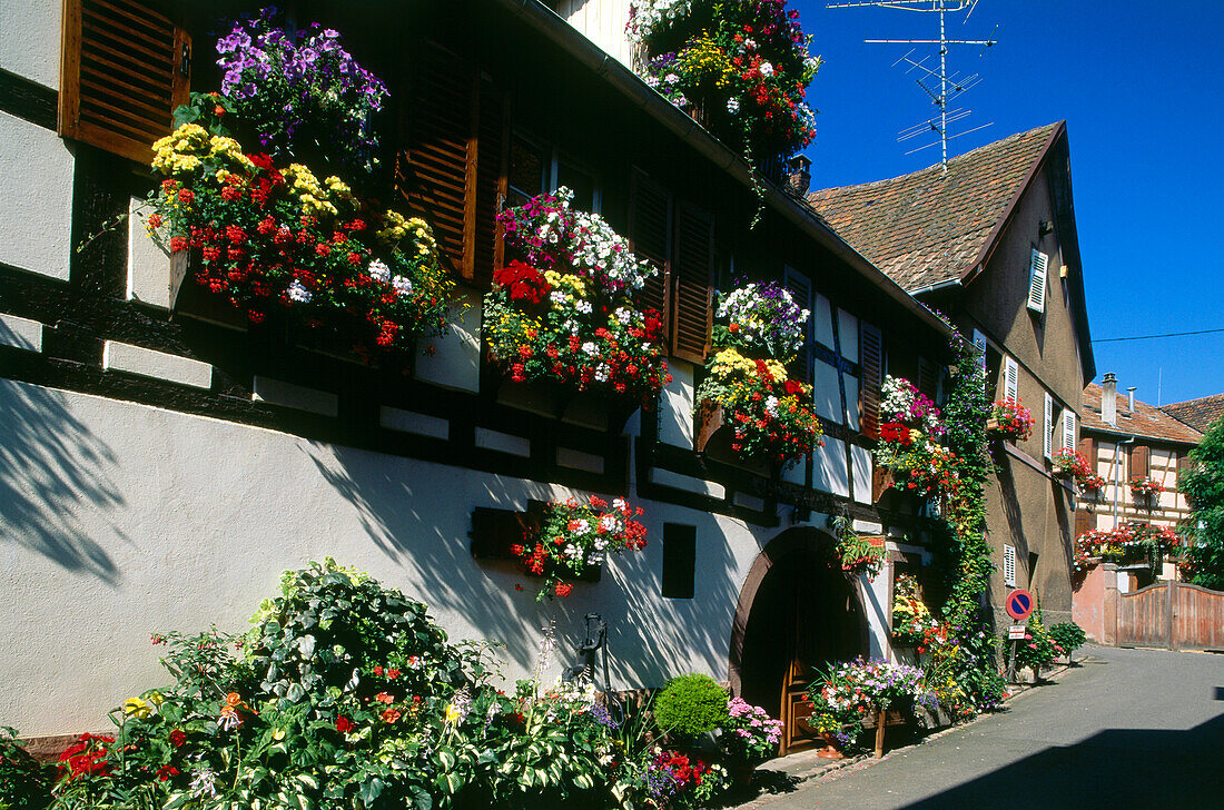 Half timbered house in the wine growing town of Ribeauville, Alsace, Haut-Rhin, France