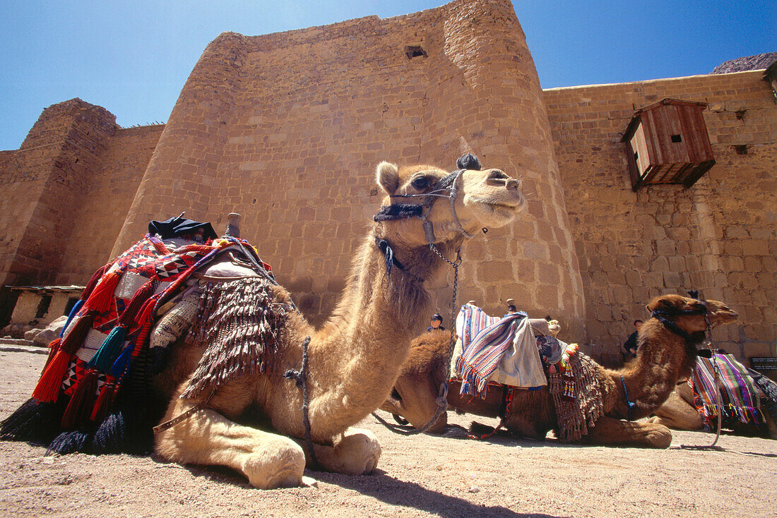 Dromedary camels in front of St. Catherine's Monastery, Sinai, Egypt, Africa