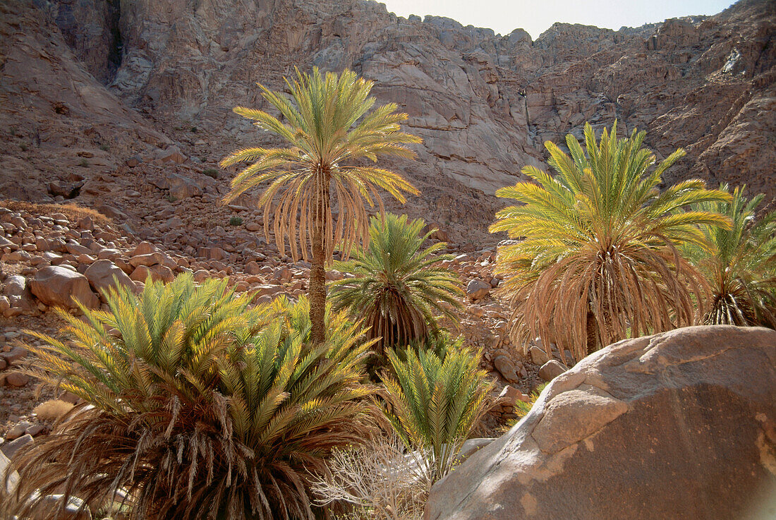 Dattelpalmen bei Oase Wadi, Sinai, Ägypten, Afrika