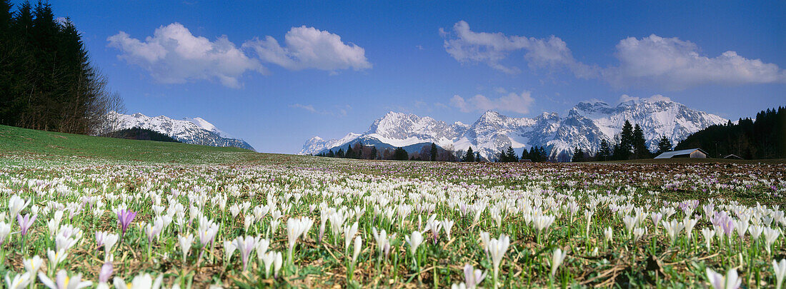 Spring crocuses with the Karwendel mountain range in the background, Bavaria, Germany