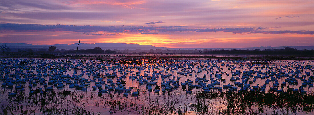 Snow geese at their winter quarters at dusk, Bosque del Apache, New Mexico, USA