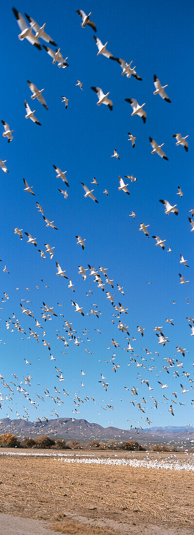 Schneegänse im Winterquartier in Bosque del Apache, New Mexico, USA