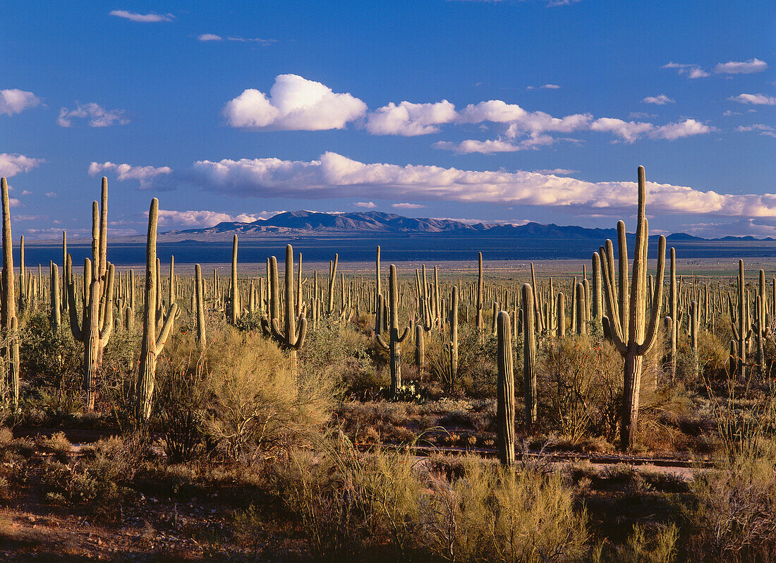 Saguaro cacti, Cactus, Sonora Desert, Saguaro National Monument, Arizona, USA