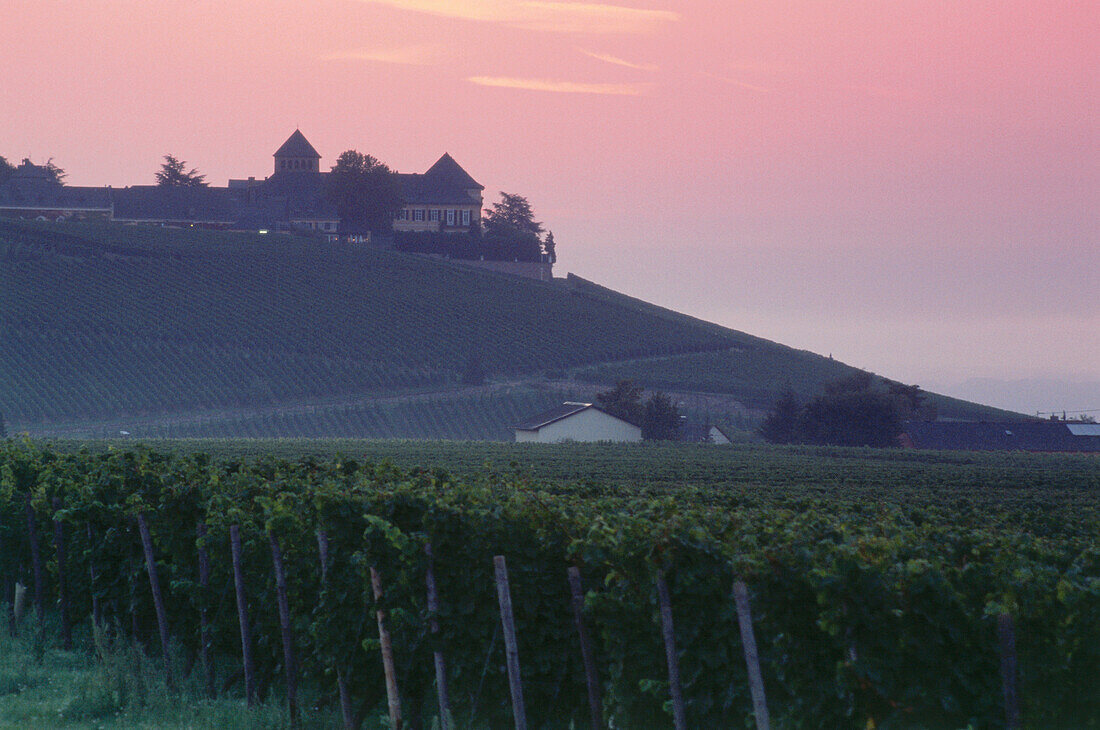 Vineyard with Johannisberg castle, Geisenheim, Rhine district, Hesse, Germany