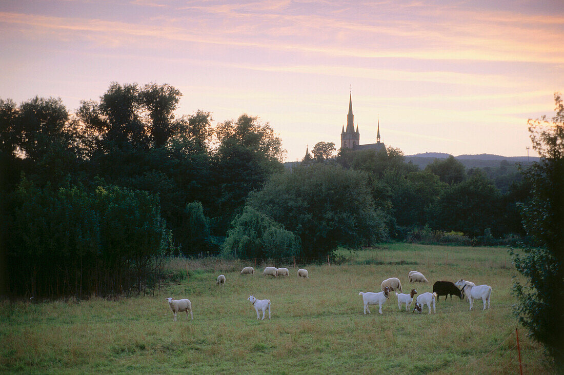 Flock of sheep on meadow, Kiedrich, Rhine District, Hesse, Germany