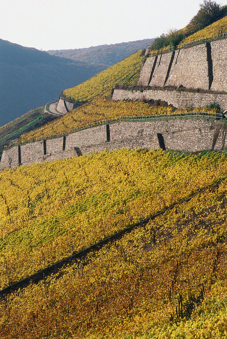 Vineyard in autumn, Rudesheim, Rheingau, Hesse, Germany