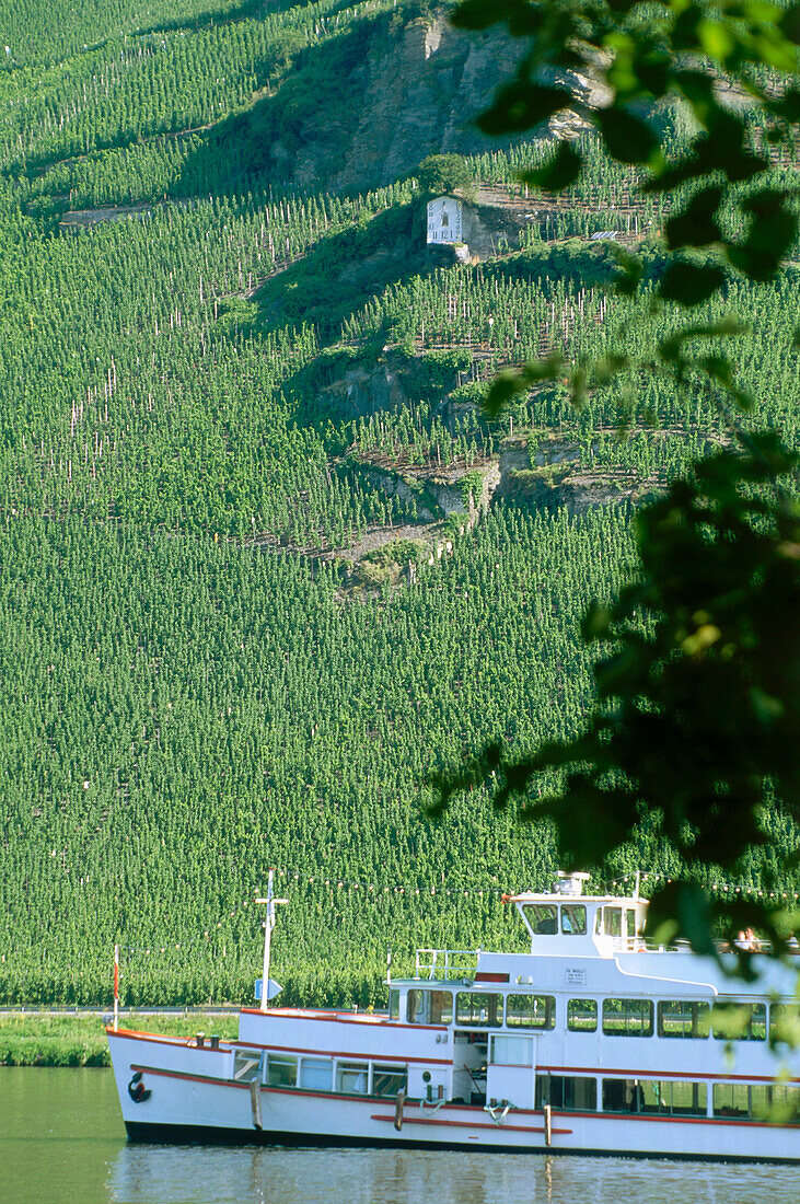 Excursion ship in front of vineyard and sundial, Bernkastel-Kues, Mosel-Saar-Ruwer, Rhineland-Palatinate, Germany