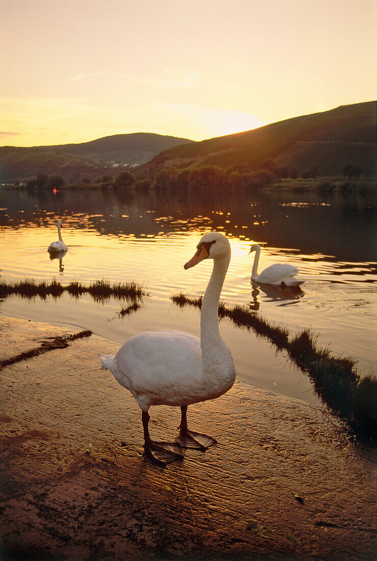 Schwäne an der Mosel im Sonnenuntergang, Rheinland-Pfalz, Deutschland