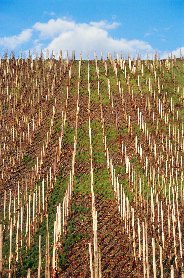 Vineyard Leiwener Laurentiuslay, Leiwen, Mosel-Saar-Ruver, Rhineland-Palatinate, Germany