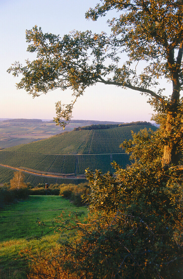 Weinberg Scharzhofberg, Wiltingen, Saar, Rheinland-Pfalz, Deutschland