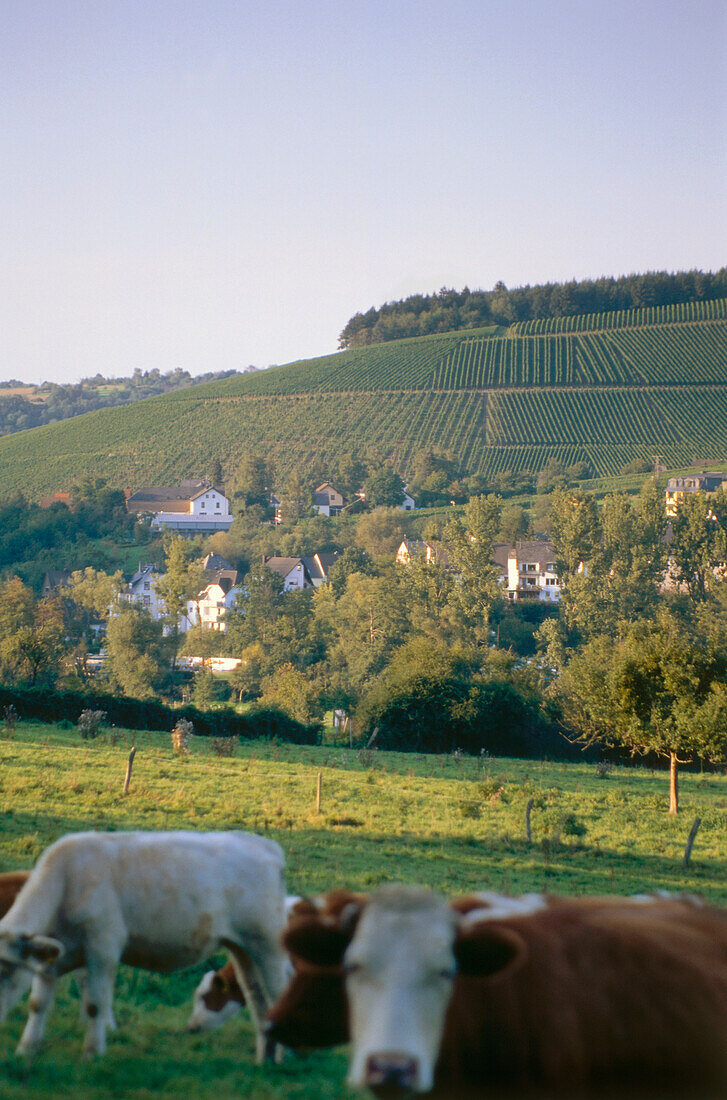 Cattle on meadow, vineyard Eitelsbacher Carthusians' Hill in background, Trier-Eitelsbach, Mosel-Saar-Ruwer, Rhineland-Palatinate, Germany