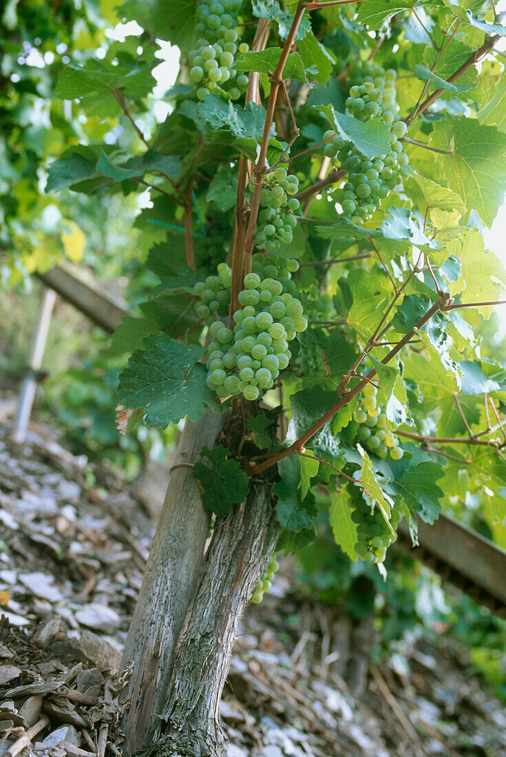 Vine Riesling, Erden, Mosel-Saar, Ruwer, Rhineland-Palatinate, Germany